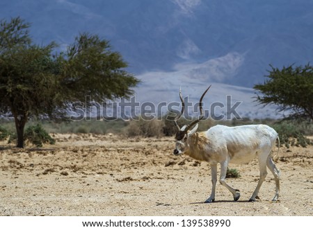 The scimitar horned antelope addax (Addax nasomaculatus) is from the region of the Sahara Desert. The addax is at the Hai-Bar nature Israeli reserve because it is in danger of extinction