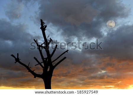 Dramatic sunrise and full moon behind trimmed tree
