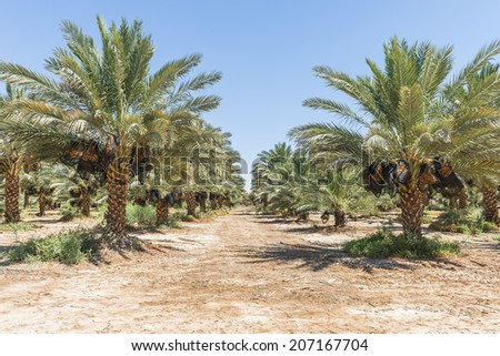 Plantation of date's palms with ripening dates