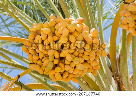 Ripening dates and palm\'s leaves and branches