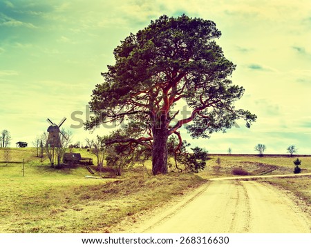 Rustic landscape with lonely pine. Image was toned for inspiration of retro style effect