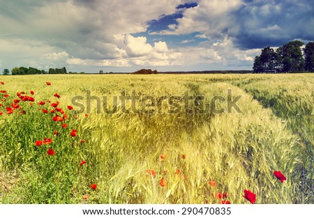 Summer landscape with wild blossoming poppy flowers on foreground. Image toned for inspiration of vintage style