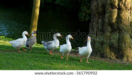 Group of white and grey domestic geese