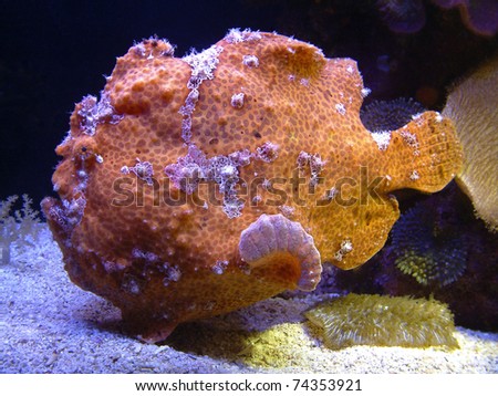 Freckled frogfish (Antennarius commersoni) advances on the reef with its elbow-like pectoral fins