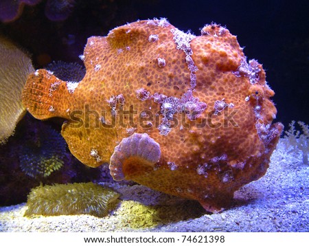 Freckled frogfish (Antennarius commersoni) advances on the bottom using its elbow-like pectoral fins