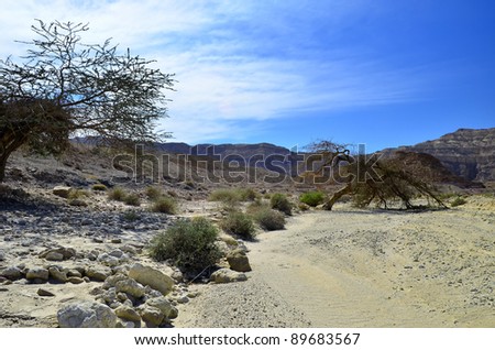 Colorful view on dry riverbed in Timna geological park, 25 km from Eilat, Israel