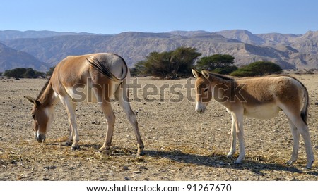 Endangered animals in Hai-Bar Yotvata nature reserve, 25 km from Eilat, Israel