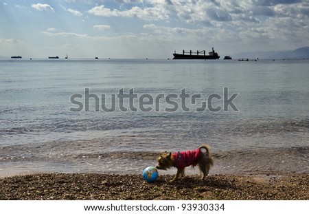 A little dog playing with a small earth globe on marine beach of the Red Sea