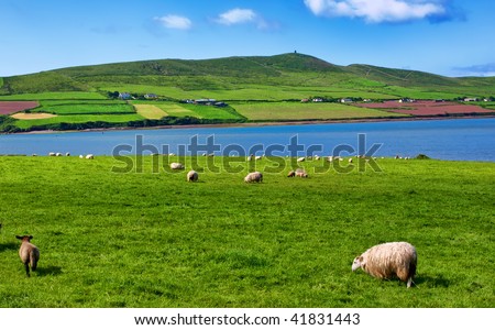 photo sheep in rural landscape for farming