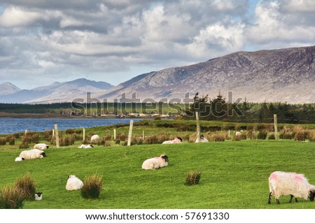photo sheep on a farm field in remote connemara, west ireland