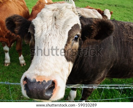 photo close up picture of cow head in farm field