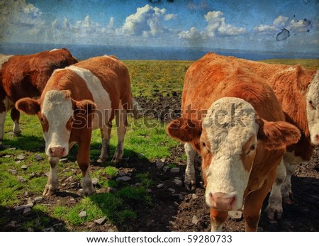 grunge vibrant stock photo of cows/bulls over looking the ocean