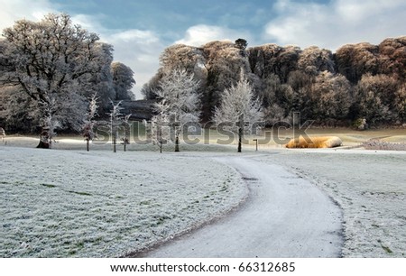 photo winter scenic nature capture of forest walk in ireland