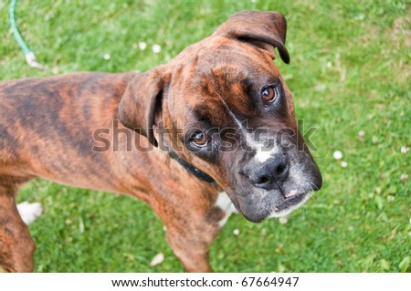 Male boxer for visiting you