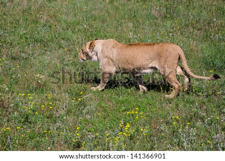 lion walking on the prairie