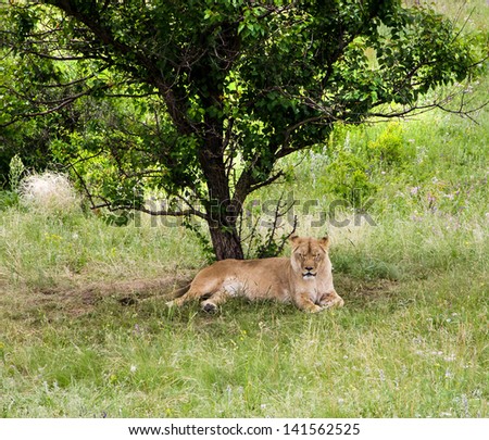 lion lying in the grass on the prairie