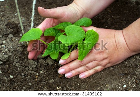 bedding the young plant into soil for life. stock photo