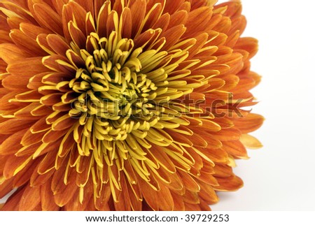 head of brown chrysanthemum on white background