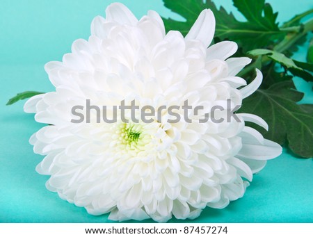 one white chrysanthemum on green background