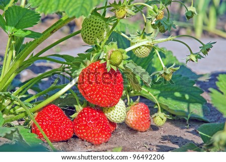 Unripe Strawberry