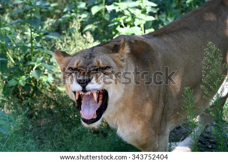 KIEV, UKRAINE July 29,  2006: Lion roars at the Kiev Zoo.