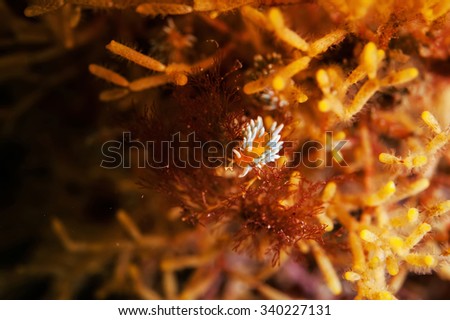 Nudibranch sea slug (trinchesia ornata) on colorful seabed. 30 meters depth. Japan sea, Far East