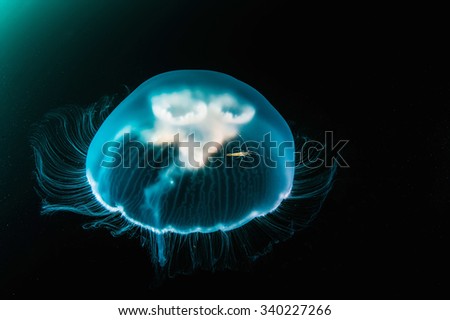 Jellyfish (Aurelia Aurita) in deep sea. Actual under water Photo. 40 meters depth. Japan sea, Far East