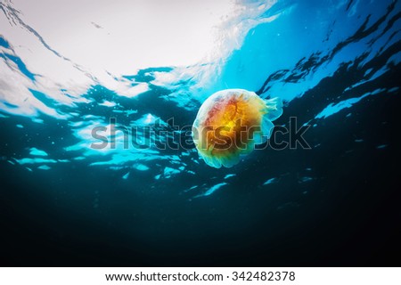 Jellyfish, Cyanea capillata, transparent underwater creature in sea. Actual under water Photo. 40 meters depth. Japan sea, Far East