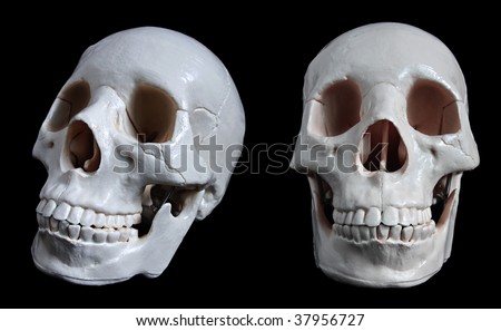 human skull front. a human skull, isolated on