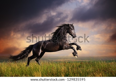 Black Friesian horse gallop