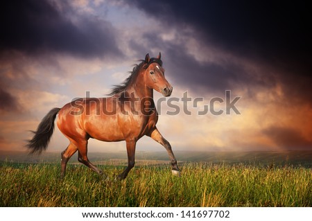 Beautiful brown horse running trot