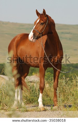 Russian Stallion
