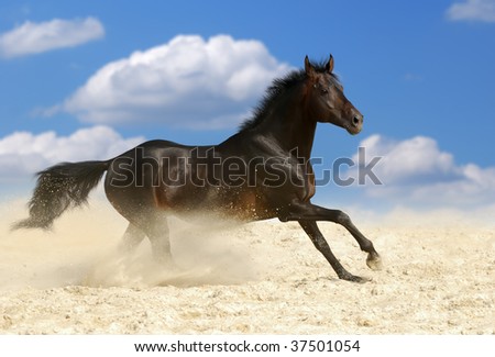 Rain Stock-photo-beautiful-dark-brown-horse-running-gallop-in-dust-37501054