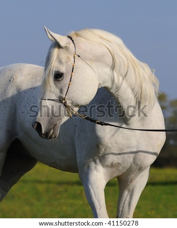 arabian horse head silhouette. white arabian horse in the