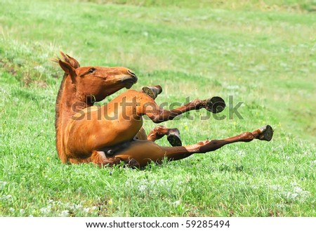 chestnut mare rolling in the grass on pasture
