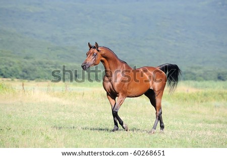 Arabian Horse Herd Pick and Play Stock-photo-beautiful-brown-arabian-horse-running-trot-on-pasture-60268651