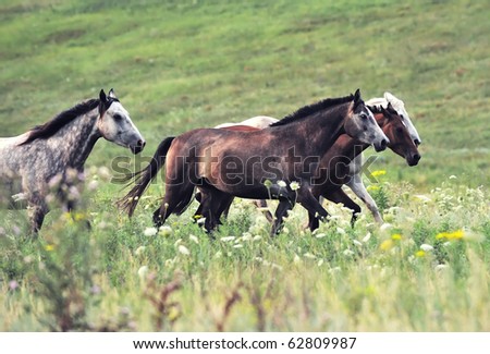 herd of wild horses running on the field