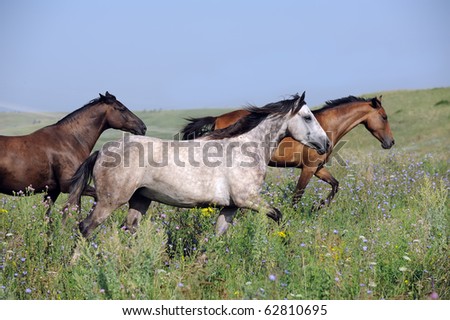 Pictures+of+horses+running