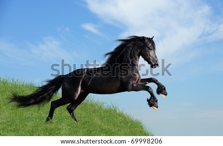 black horse playing on the field