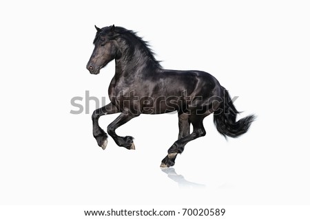 black horse isolated on white