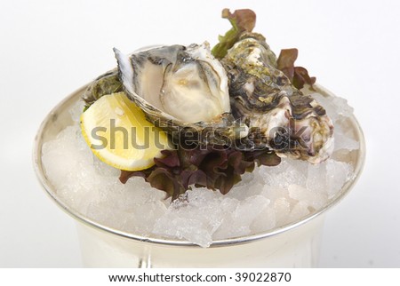 Oysters in an ice bucket. isolated on a white background