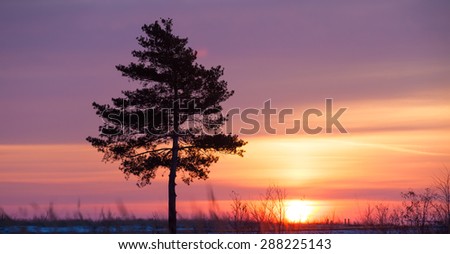 Standing alone tree against the rising sun. Pine tree standing alone against the backdrop of rising