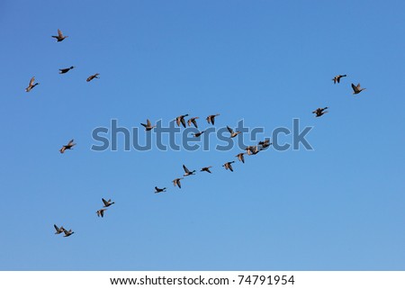 migratory birds fly to the sky background