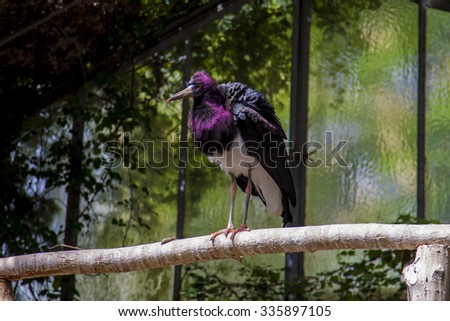 Big black bird with violet head and white breast