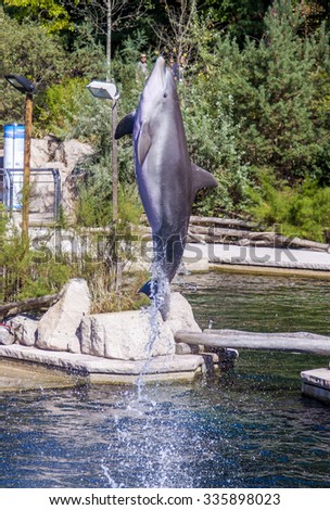 Common bottlenose dolphin jumps out of the water