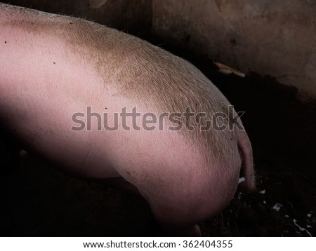 BALI, INDONESIA - January 14, 2016: A female pig in a pig-sty on January 14, 2016 in Ubud, Bali, Indonesia.