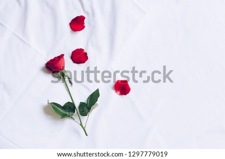 Red rose and petals on white bed honeymoon. Surprise Valentine\'s Day in bed. Top view. Copy space.
