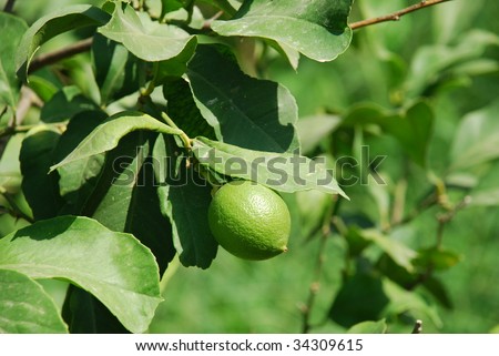 A Lime growing on a lime tree on the Greek island of Meganissi.