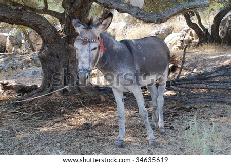 A grey and white donkey tethered by a rope in a field at Spartohori on the Greek island of Meganissi.