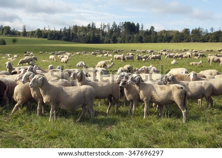 Sheep; Pets; Livestock;